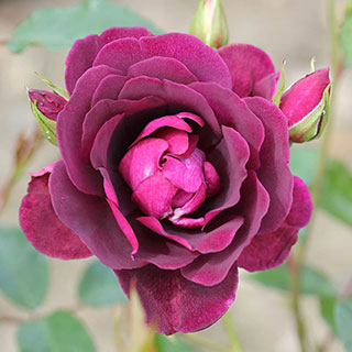 Rose 'Burgundy Ice'