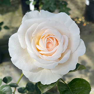 Rose 'Cream Abundance'