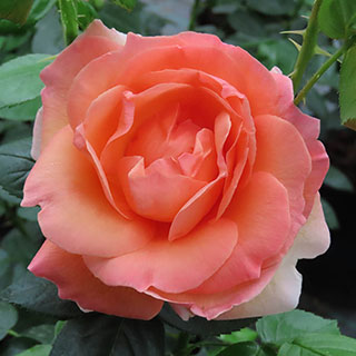Rose Lady Marmalade ®