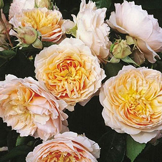 Rose 'Ginger Syllabub'