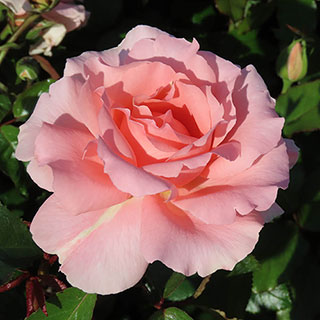 Harkness Rose 'L'Aimant' �