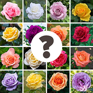 'Nurseryman's Choice' Rose