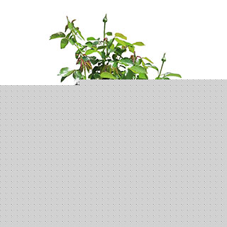 Rose 'My Valentine' Gift Wrapped