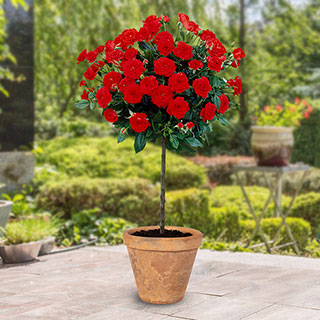 Harkness Standard 'Red Romance'