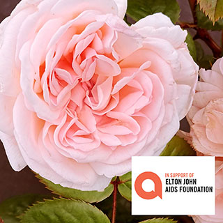 The Elton John AIDS Foundation Rose