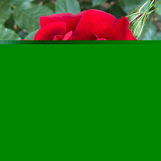 Gift Wrapped Father's Day Rose with Plaque