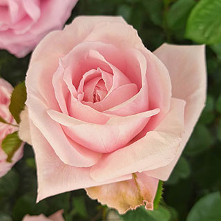 Harkness Rose 'Jane Austen's Emma' 