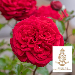 Rose 'Chelsea Pensioner'