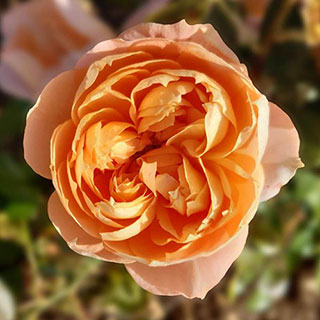 Rose 'Royal Lion'