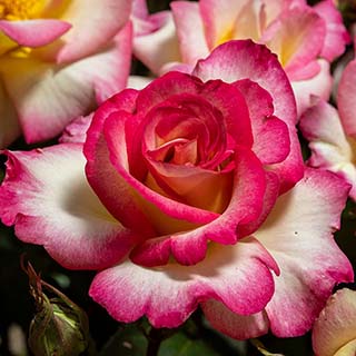 Rose of the Year 2025 'You're My Everything'