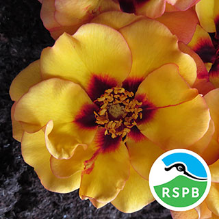 Harkness Rose 'RSPB RazzleBEEdazzle!'