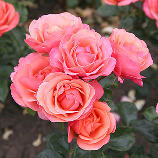 Rose of the Year 2026 'Coral Gardens'