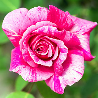 Rose 'Ferdinand Pichard'