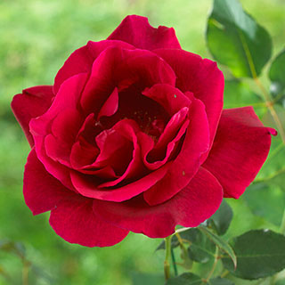 Rose 'Guine'