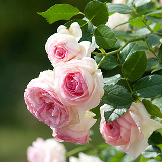 Climbing Rose 'Eden '88'