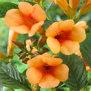 Patio Campsis 'Orange Trumpet'