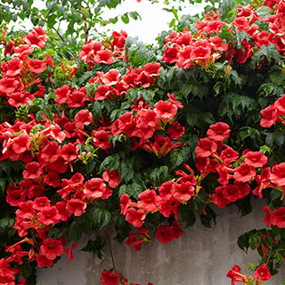 Patio Campsis 'Red Trumpet'