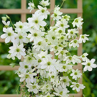 Clematis 'Early Sensation' 7/9cm