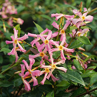 Star Jasmine Rose