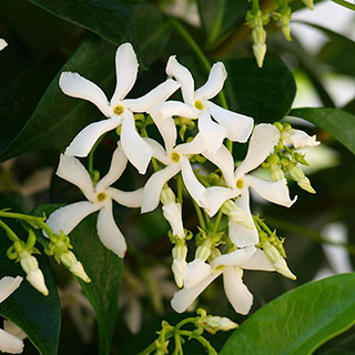 Star Jasmine Trachelospermum jasminoides