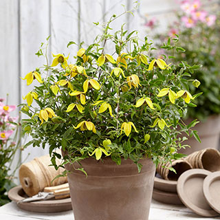 Clematis tangutica 'Little Lemons'