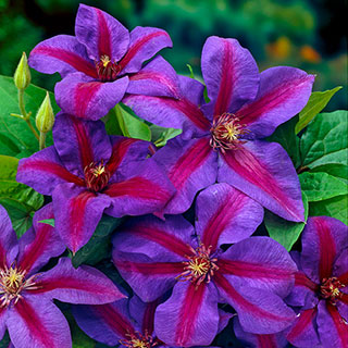 Clematis 'Mrs Thompson'