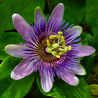 Passiflora 'Lavender Lady'