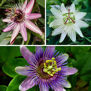 Passion Flower Collection
