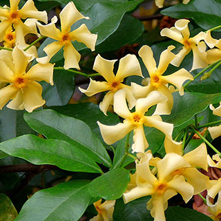 Trachelospermum jasminum 'Star of Toscana'