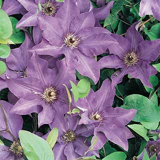 Clematis 'The President'