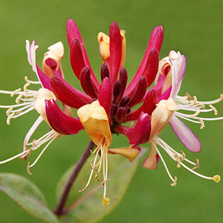 Honeysuckle 'Serotina'