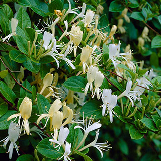 Honeysuckle 'Halliana' 2 Litre 90cm cane