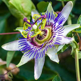 Blue Passion Flower