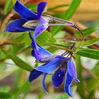 Sollya heterophylla 'Ultra Blue'