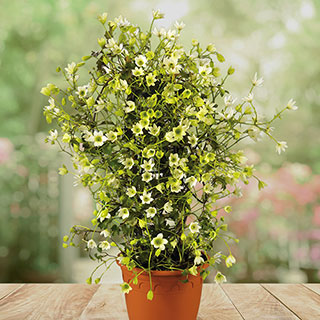 Evergreen Clematis 'Michiko'