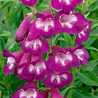 Penstemon 'Pensham Plum Jerkum'