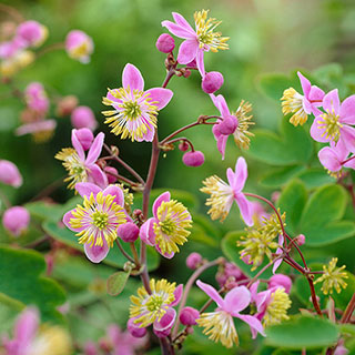 Thalictrum rochebruneanum 'Meadow Rue'