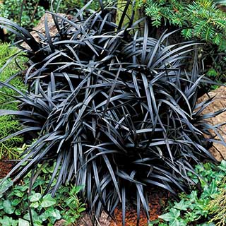Ophiopogon 'Black Dragon Grass'