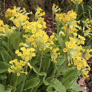 Cowslip, Primula veris
