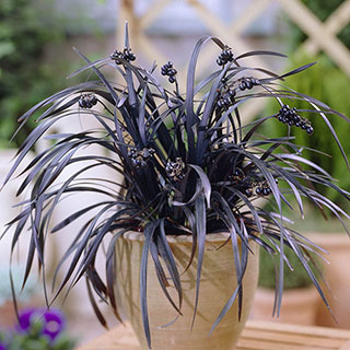 Ophiopogon Black Dragon Grass