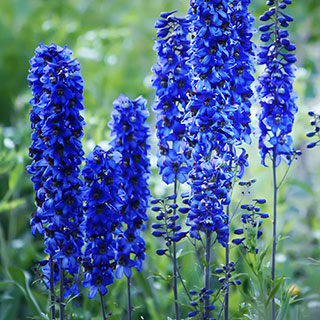 Delphinium 'Blue Bird'