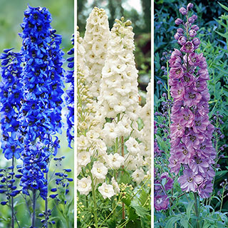Delphinium Collection