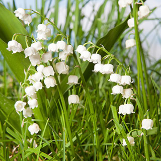 Lily of the Valley, Convallaria majalis Perennial Plant in 9cm Pot
