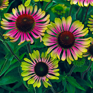 Echinacea 'Green Twister'