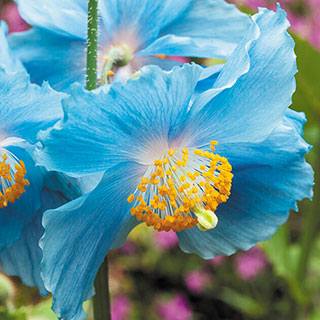 Meconopsis Himalayan 'Blue Poppy'