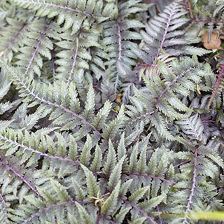 Athyrium niponicum 'Ursula's Red'