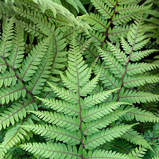 Athyrium otophorum 'Okanum'