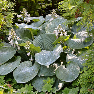 Hosta 'Blue Angel'