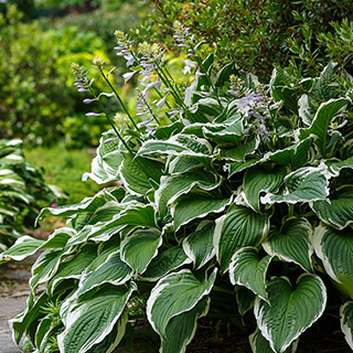 Hosta 'Patriot'