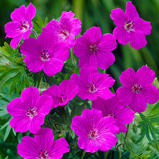 Hardy Geranium 'Tiny Monster' Cranesbill